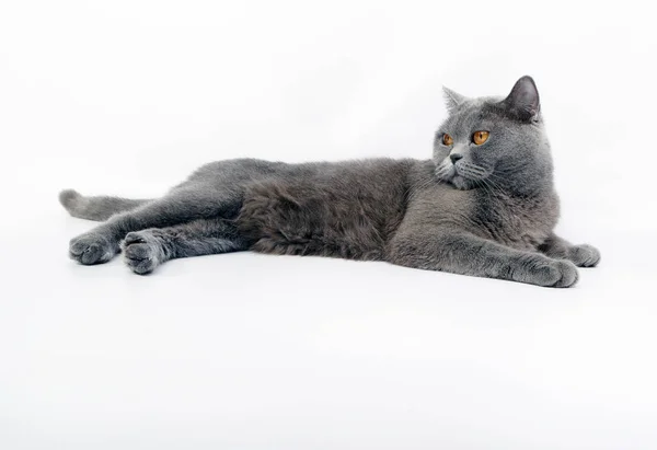 Bellissimo gatto britannico — Foto Stock