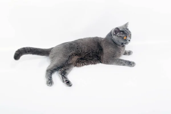 Bellissimo gatto britannico — Foto Stock