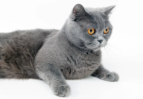 Bellissimo gatto britannico — Foto Stock