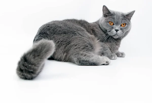 Vakker, britisk katt – stockfoto