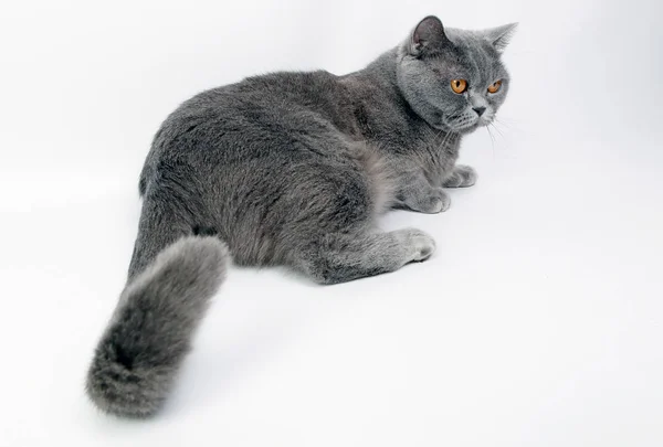 Bellissimo gatto britannico — Foto Stock