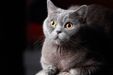 Genç İngiliz kedi