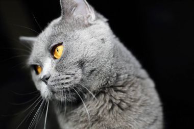 Genç İngiliz kedi