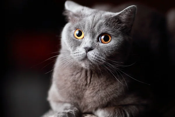 Молодий британський кіт — стокове фото