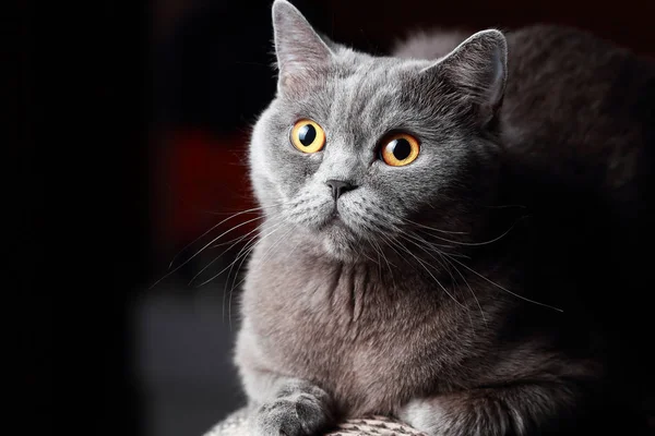 Genç İngiliz kedi — Stok fotoğraf