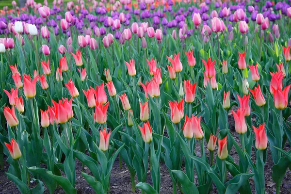 Beau champ de tulipes — Photo