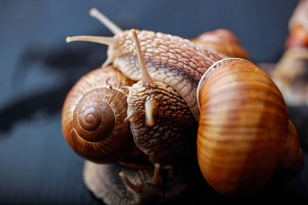 Grandes Caracóis Rastejando Estúdio — Fotografia de Stock