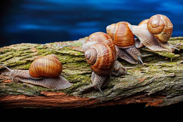 Große Schnecken Krabbeln Eins Eins Atelier — Stockfoto