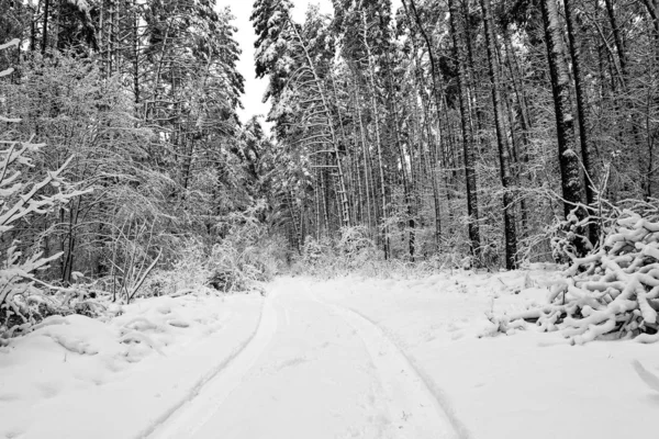 Floresta Inverno Neve — Fotografia de Stock