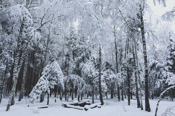 Floresta Inverno Neve — Fotografia de Stock