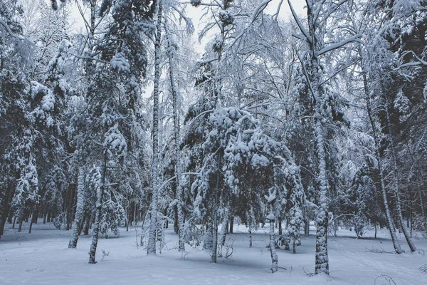Floresta Inverno Neve — Fotografia de Stock