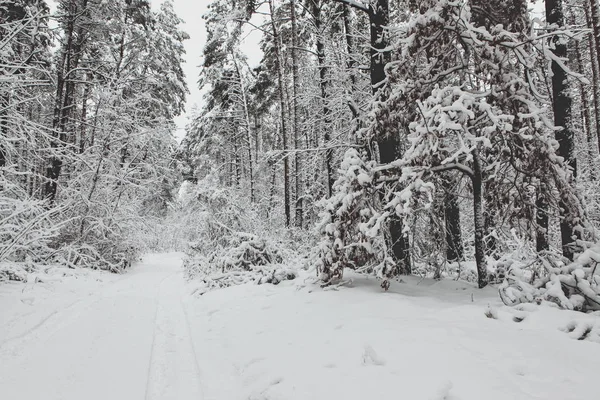 Floresta Inverno Neve — Fotografia de Stock