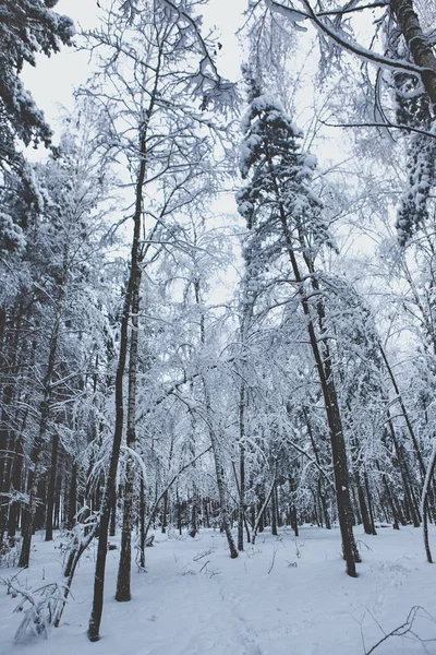 Floresta Inverno Neve — Fotografia de Stock