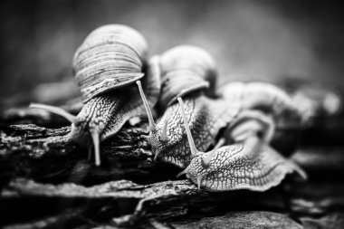 büyük salyangozstüdyoda bire bir sürünen