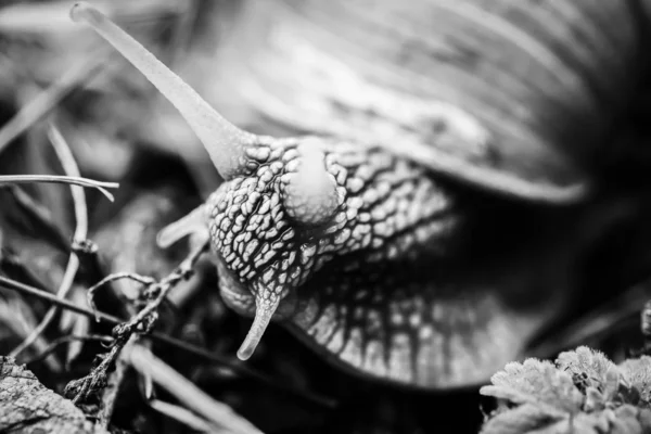 Grandes Caracóis Rastejando Estúdio — Fotografia de Stock