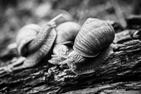 Caracoles Grandes Arrastrándose Uno Uno Estudio —  Fotos de Stock