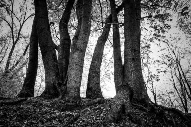 Kuru dalları ve bir ağacı olan manzara