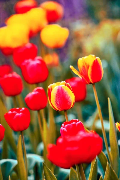 Beautiful Tulips Garden — Stock Photo, Image