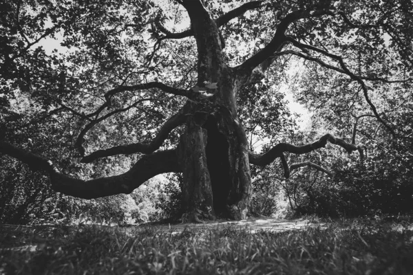 Landscape Dry Branches Tree — Stock Photo, Image