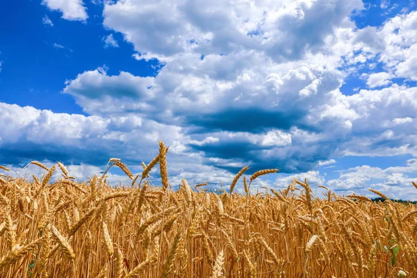 Veld Van Gouden Tarwe Tegen Blauwe Lucht — Stockfoto