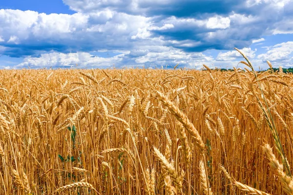 Veld Van Gouden Tarwe Tegen Blauwe Lucht — Stockfoto