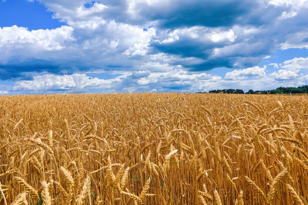 Pole Zlaté Pšenice Proti Modré Obloze — Stock fotografie