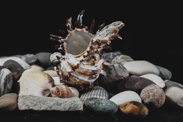 休息とリラクゼーションのための貝殻や石 — ストック写真