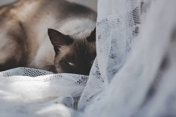 Siamees Kattenkop Ligt Een Ruit Een Bankje — Stockfoto