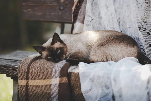 Chat Siamois Repose Sur Plaid Sur Banc — Photo