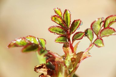 Çiyin içindeki güzel bahar bitkileri
