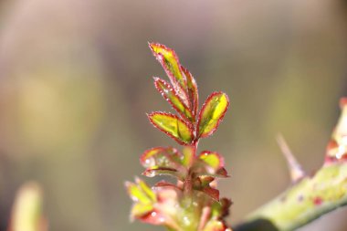 Çiyin içindeki güzel bahar bitkileri
