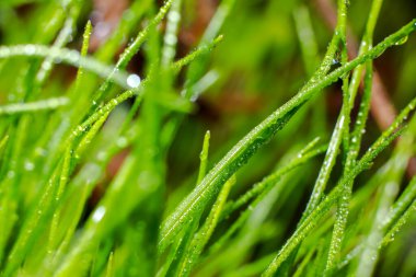 Çiyin içindeki güzel bahar bitkileri