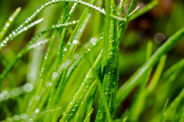 Hermosas Plantas Primavera Rocío —  Fotos de Stock