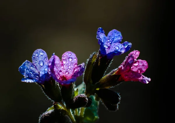 Schöne Frühlingspflanzen Tau — Stockfoto