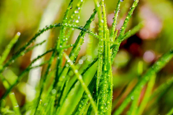 Belles Plantes Printanières Dans Rosée — Photo