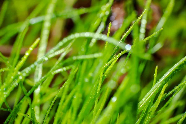 露の美しい春の植物 — ストック写真