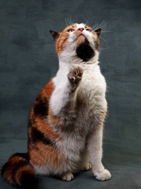 Stüdyoda üç renkli kedi