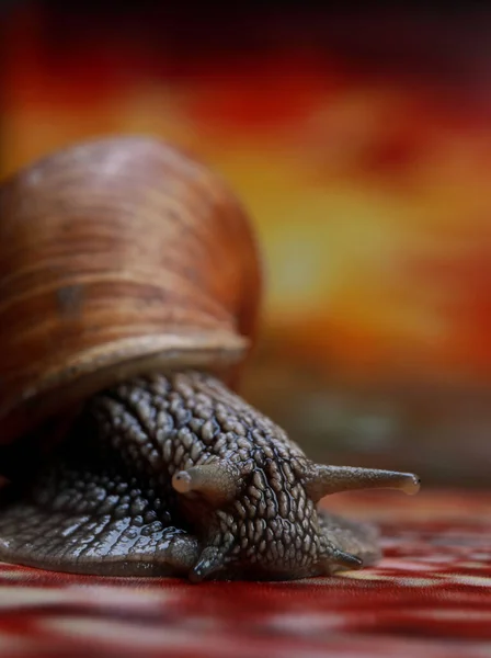 Krásný Hlemýžď Studiu Pozadí Malovaného Západu Slunce — Stock fotografie