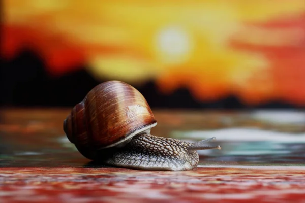 Hermoso Caracol Estudio Sobre Fondo Puesta Sol Pintada —  Fotos de Stock