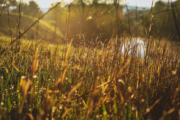 Красивый Весенний Пейзаж Полем — стоковое фото