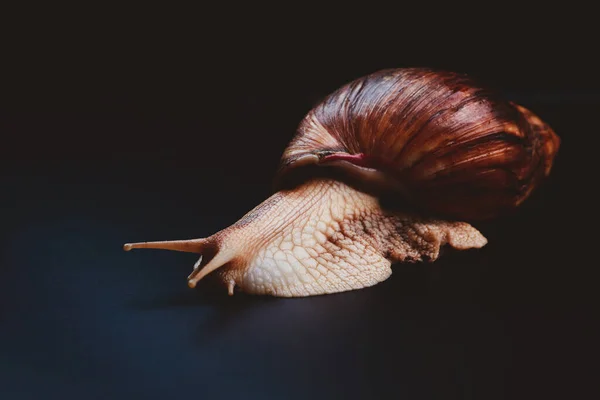 Gran Achatina Sobre Fondo Oscuro Estudio —  Fotos de Stock