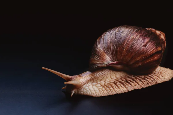 Gran Achatina Sobre Fondo Oscuro Estudio —  Fotos de Stock