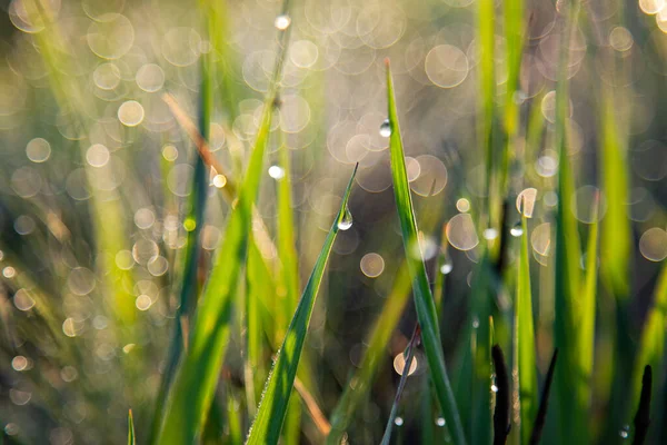 Трава Кусты Утренней Росе — стоковое фото