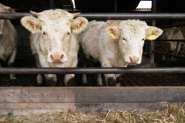 Döken Charolais sığır