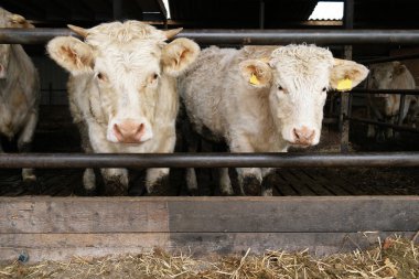 Charolais Cattle in shed clipart