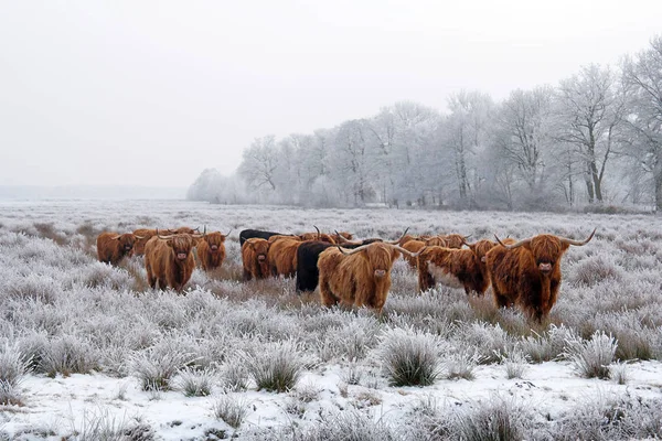 Skotský náhorní skot v zimě — Stock fotografie