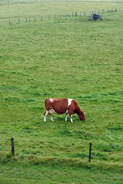 Weidende rote und weiße Kuh — Stockfoto