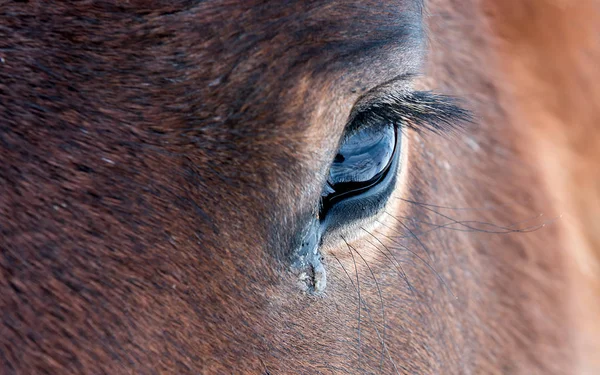 Olho de cavalo perto — Fotografia de Stock