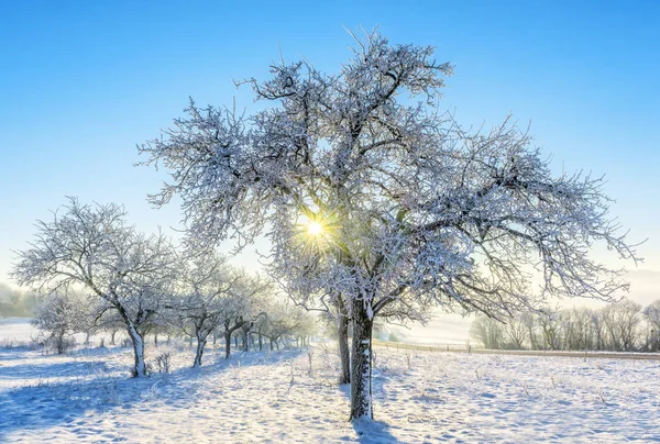 Деревья, покрытые морозом — стоковое фото