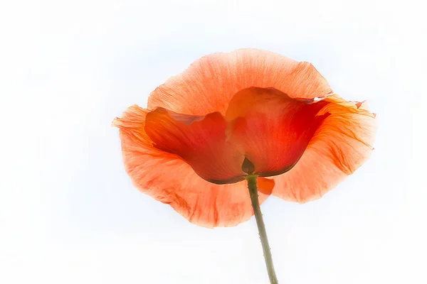 Amapola en blanco —  Fotos de Stock